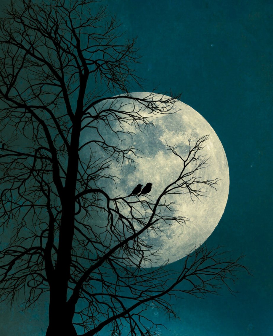 full moon and night, bird in the dawn