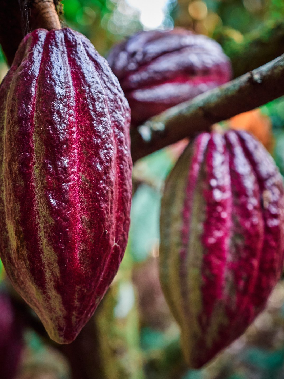 Cocoa seeds in Costa Rica